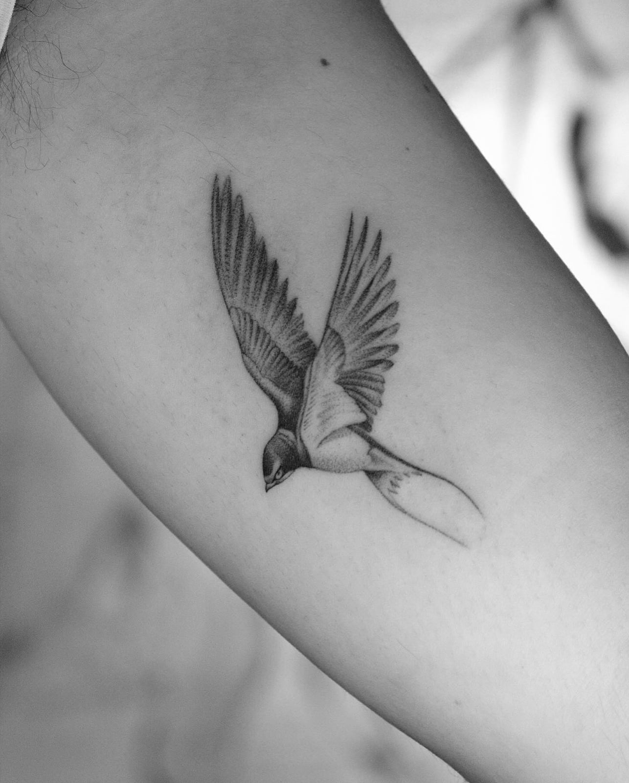 Fly, micro-realistic tattoo on the upper arm by Bobby, STUDIO MIBO