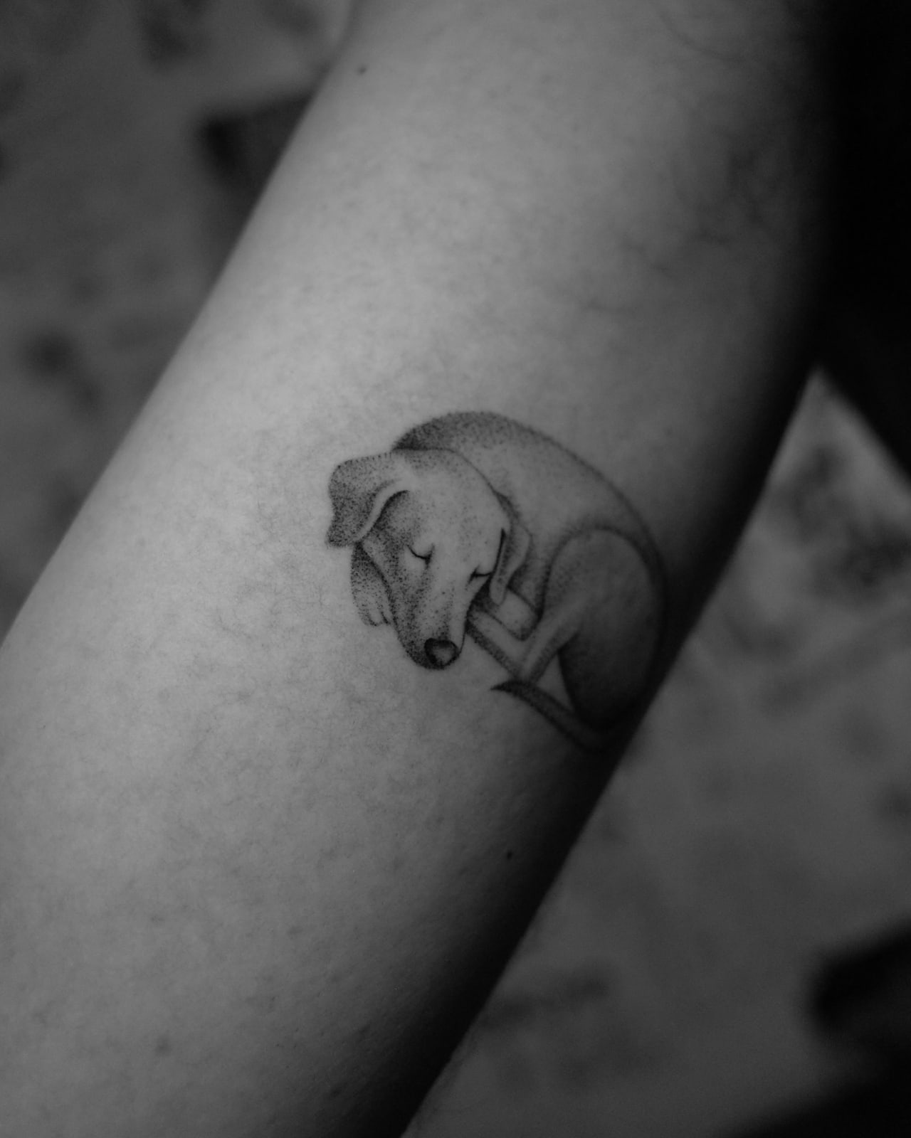 The sleeping dog, micro-realistic tattoo on the upper arm by Bobby, STUDIO MIBO